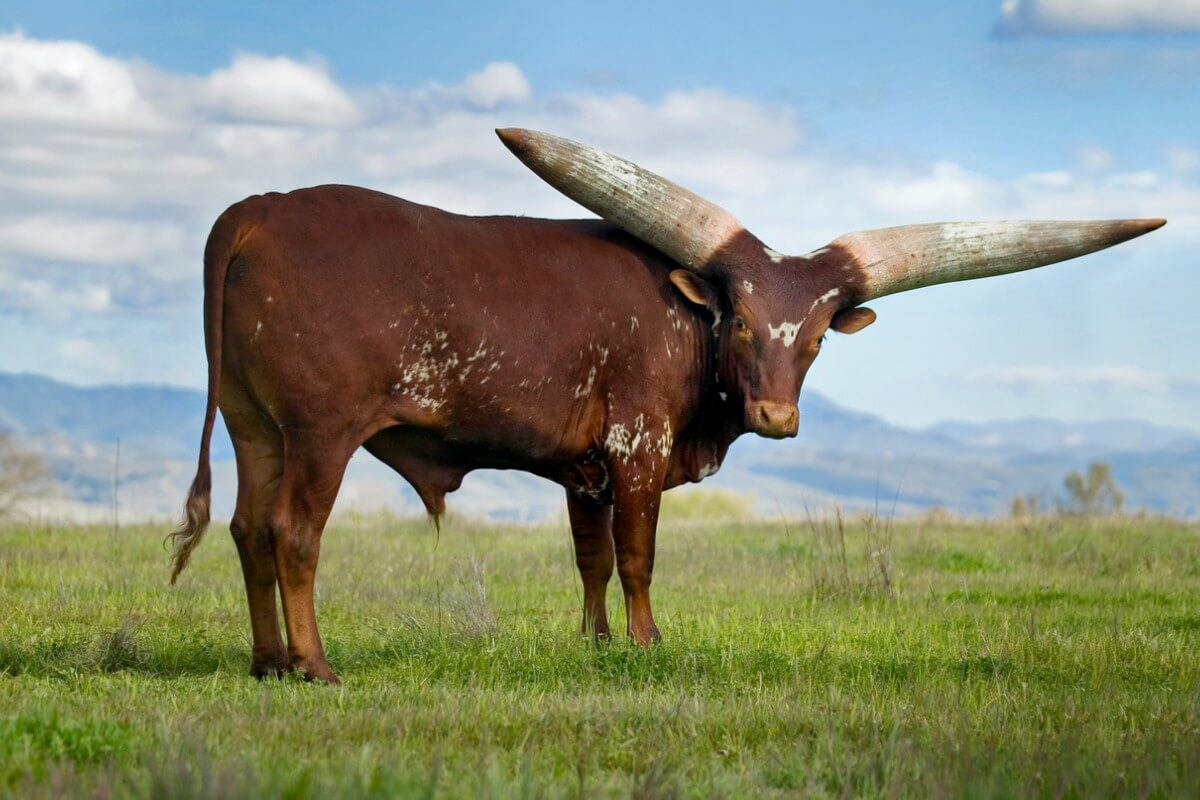 Una vaca con cuernos enormes.
