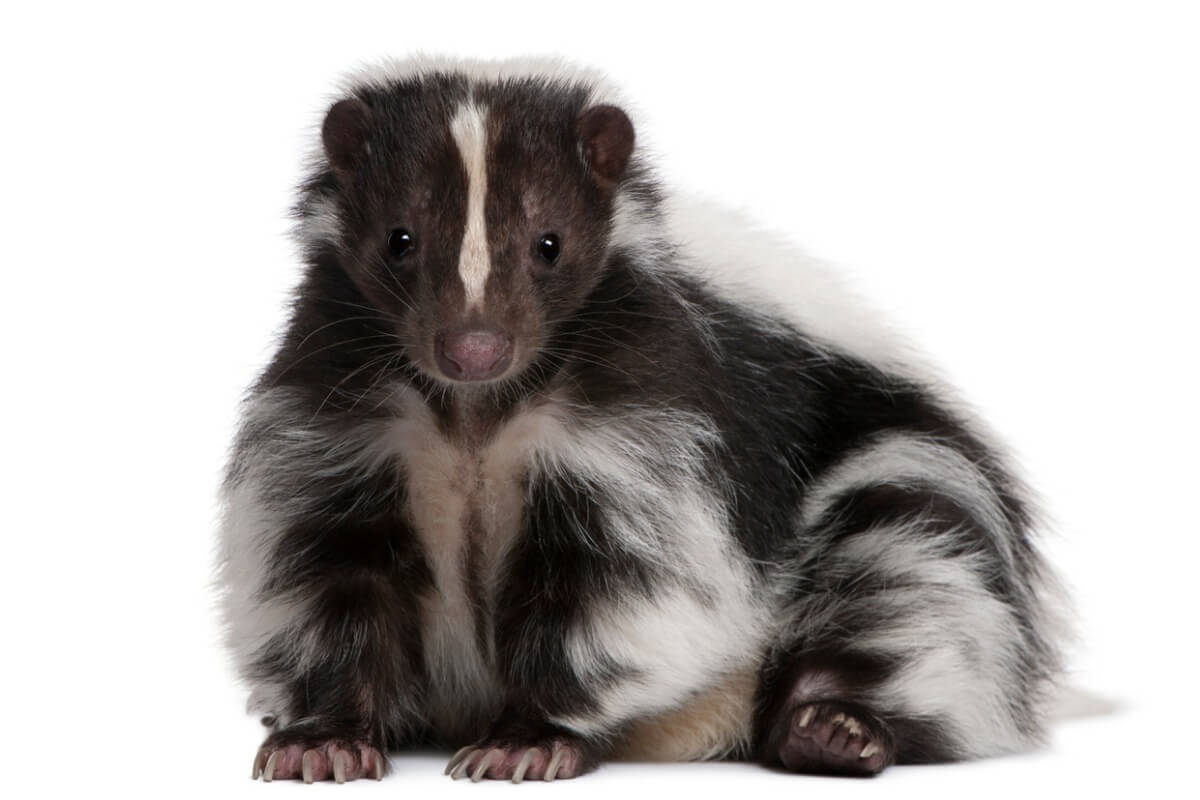 A skunk on a white background.
