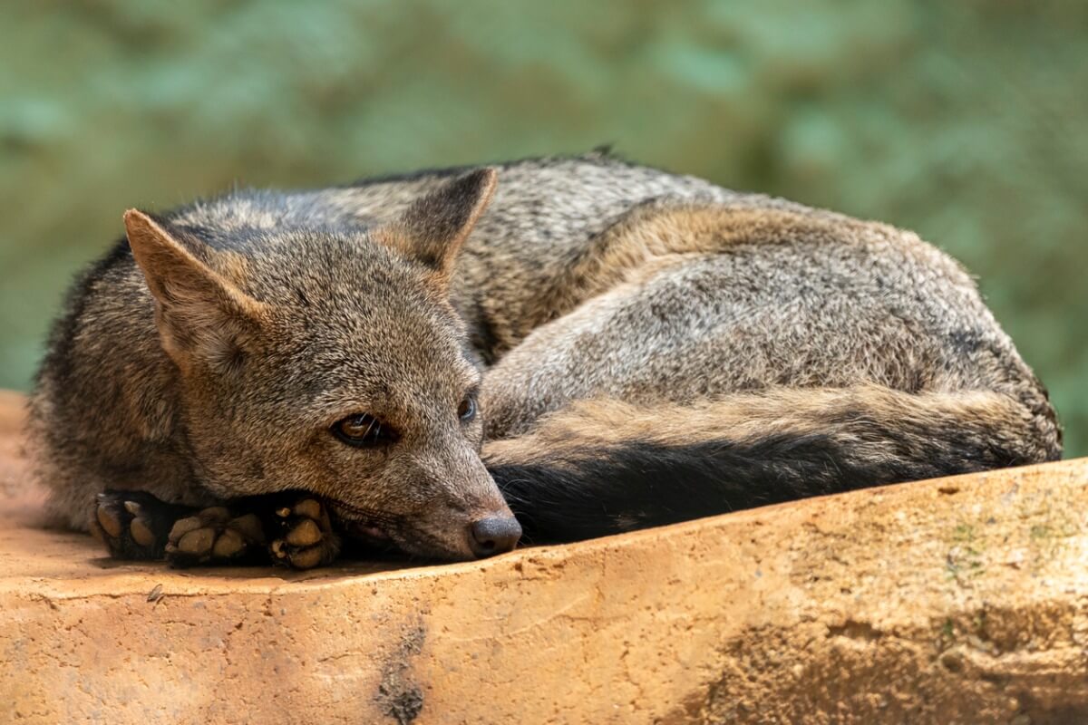 Un zorro cangrejero descansando.