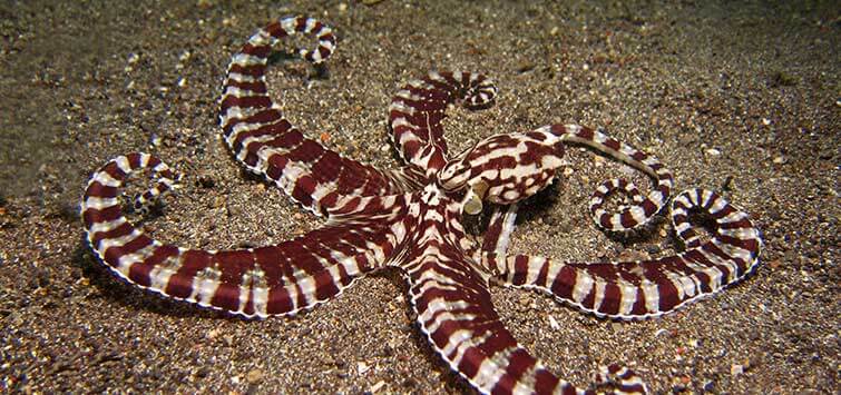Octopus species.