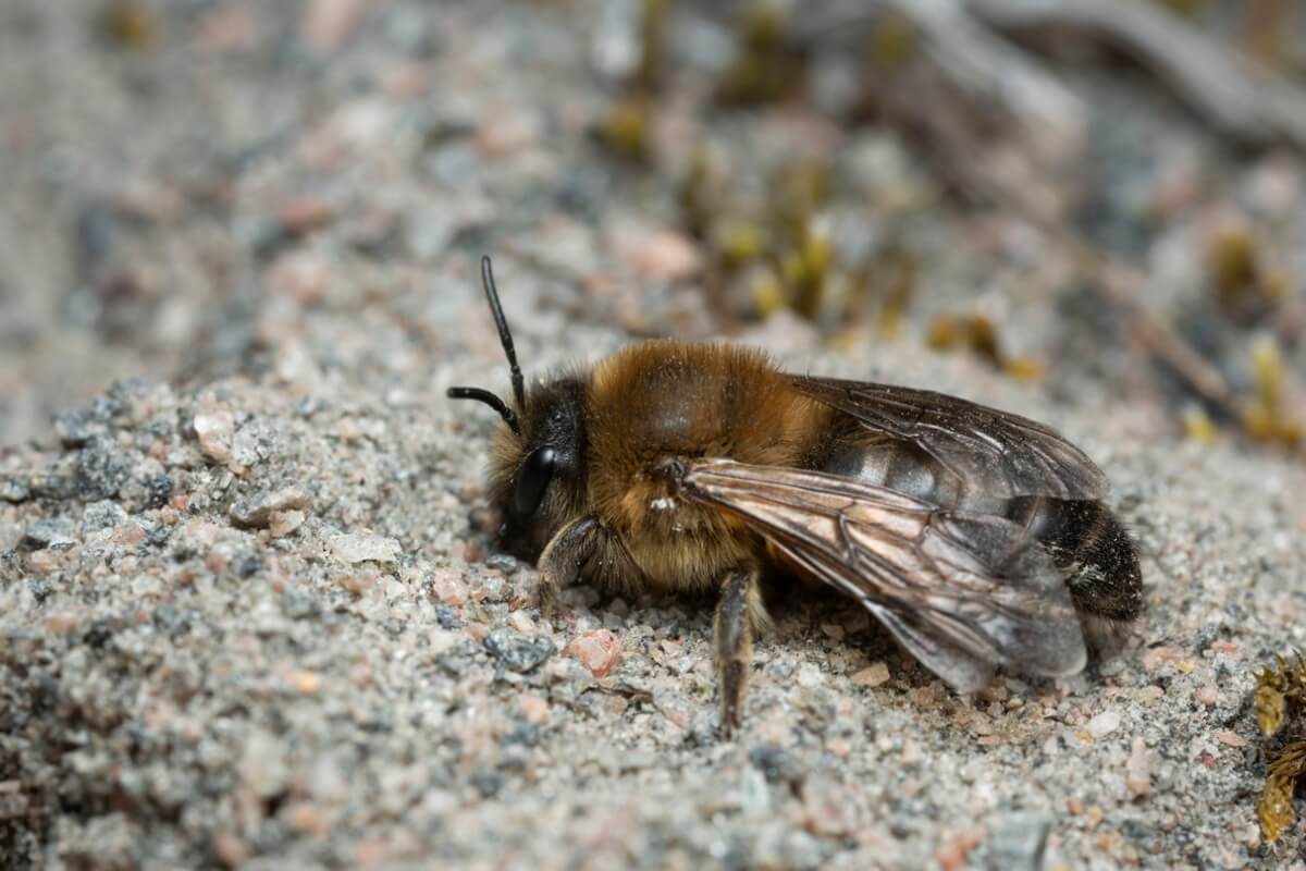 Uno de los tipos de abejas sobre una piedra.