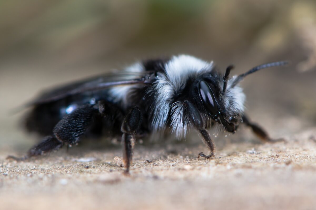 Una abeja de la familia Andrenidae.