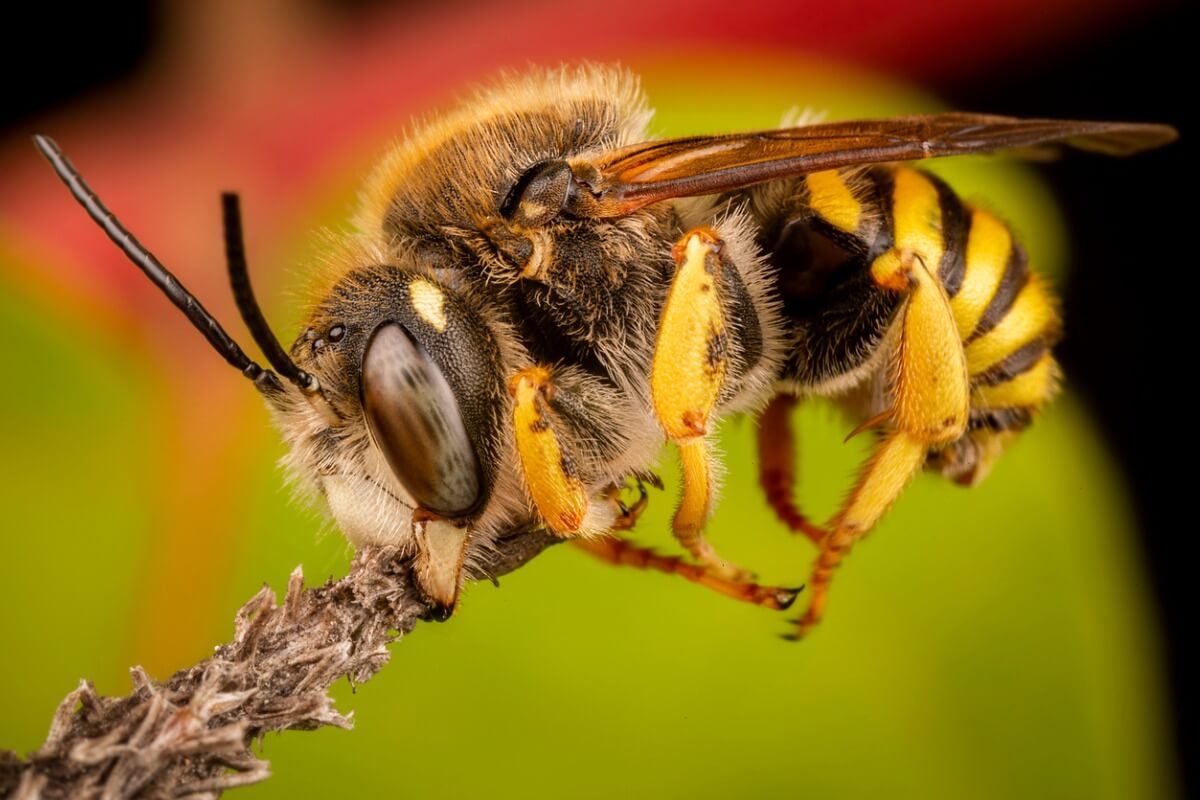 Las abejas son organismos bioindicadores.