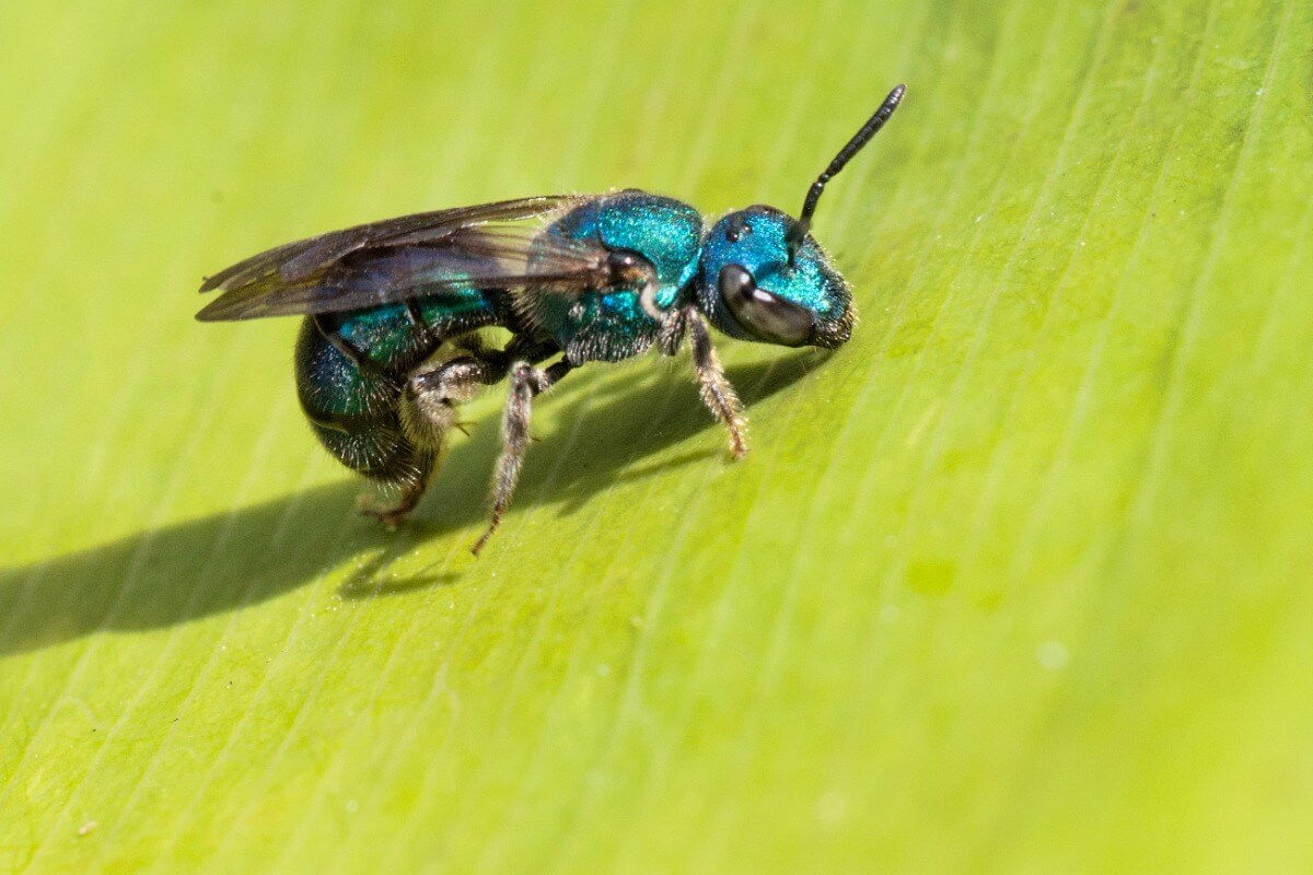 A bee on a leaf.