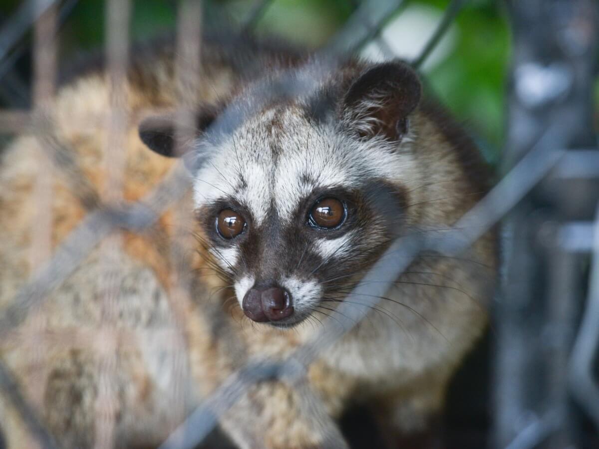 6 animals similar to the raccoon