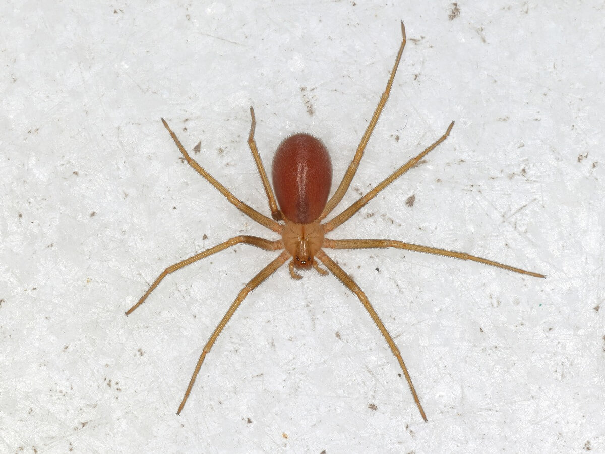 A full-length fiddleback spider.