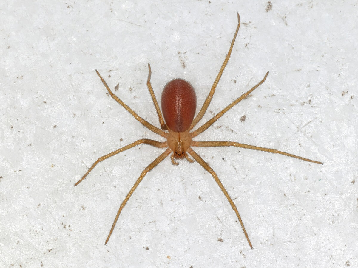 Una araña violinista de cuerpo entero.