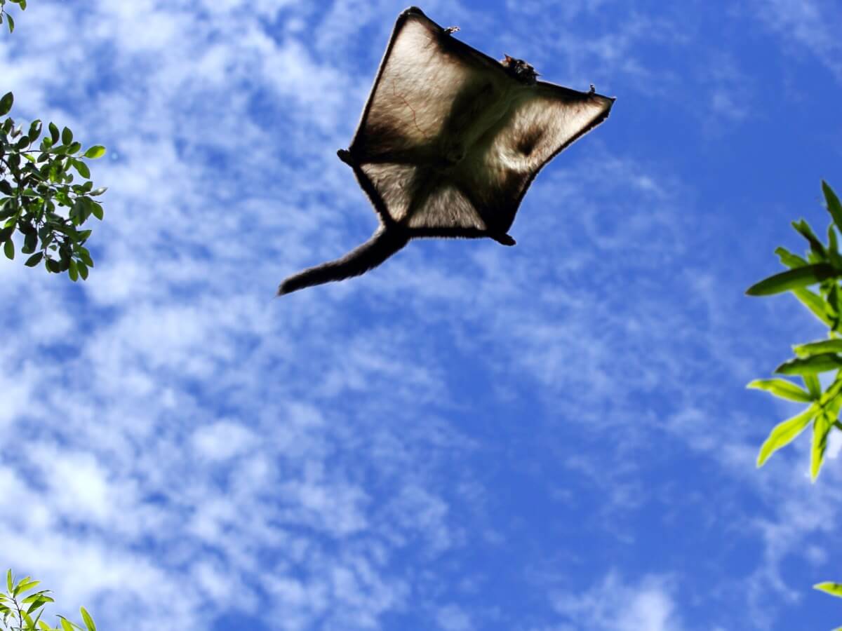 Un écureuil volant vu d'en haut.
