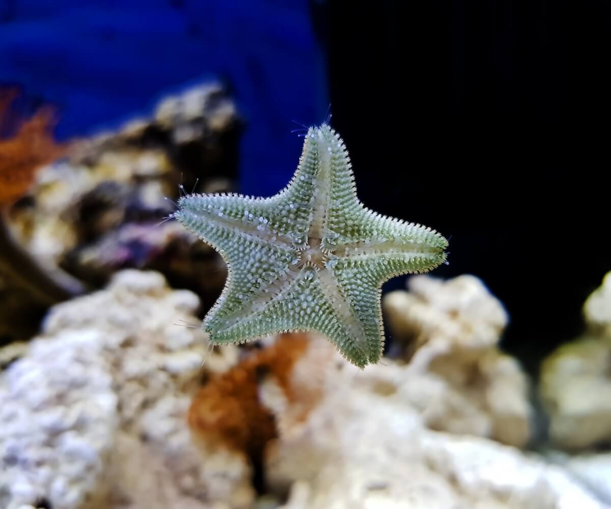 Una estrella de mar.