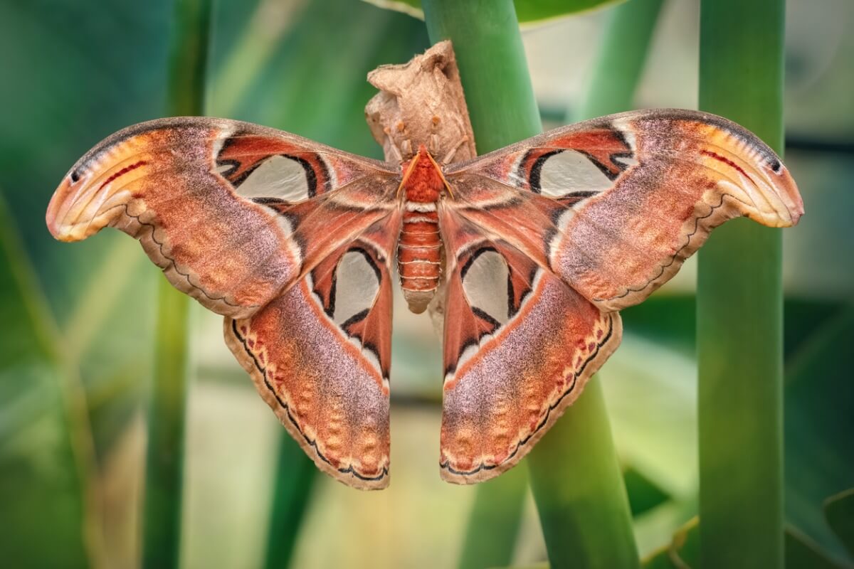 Un Attacus atlas sobre un árbol.