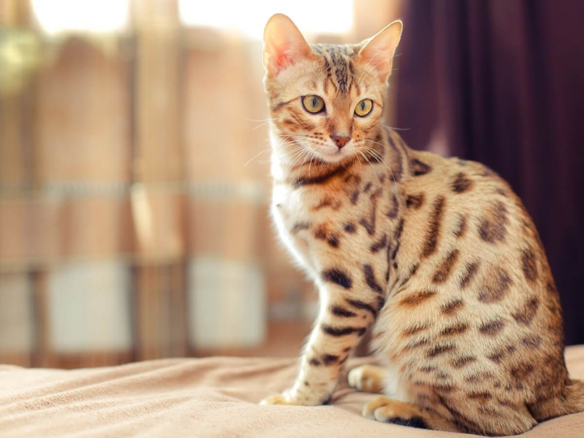 Eine Bengalkatze in Pose