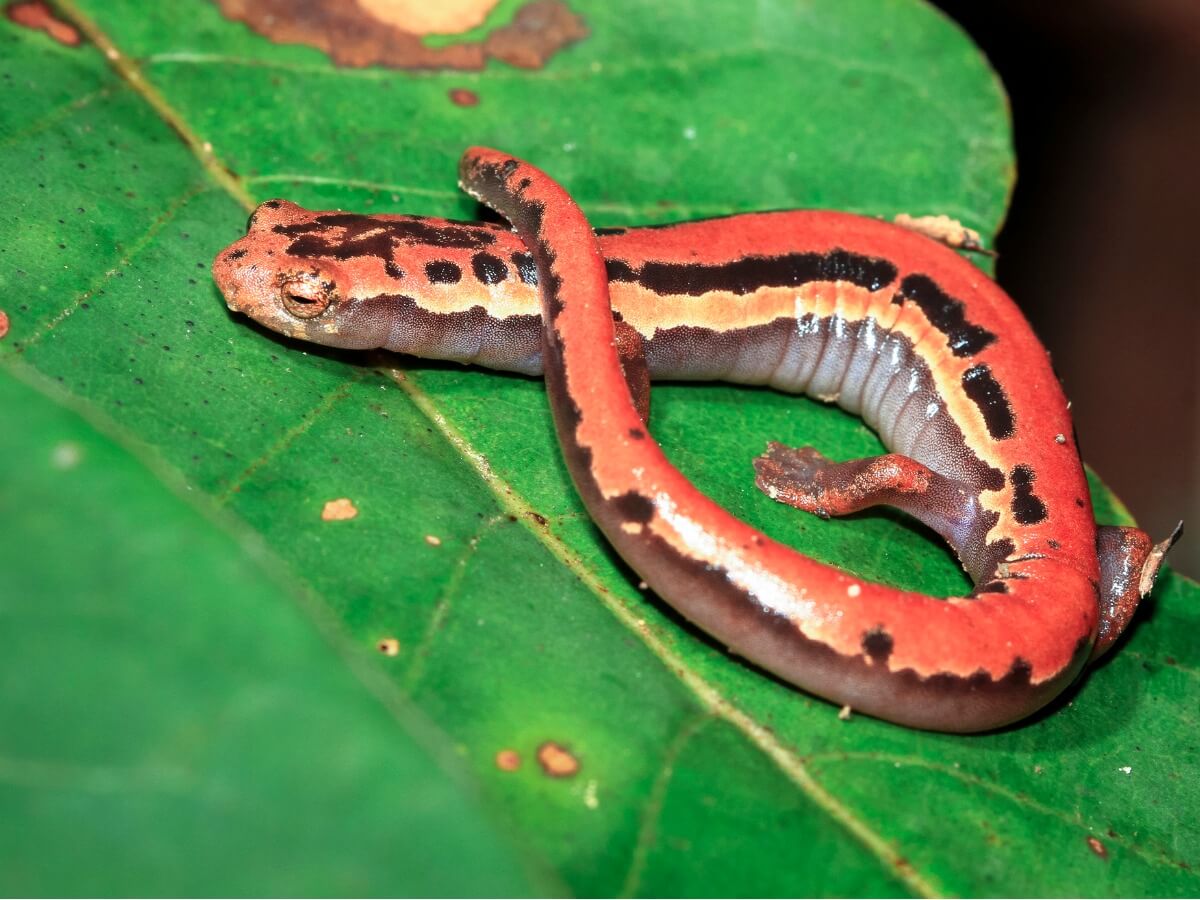 Salamandra de jackson: redescubierta en Guatemala después de 42 años
