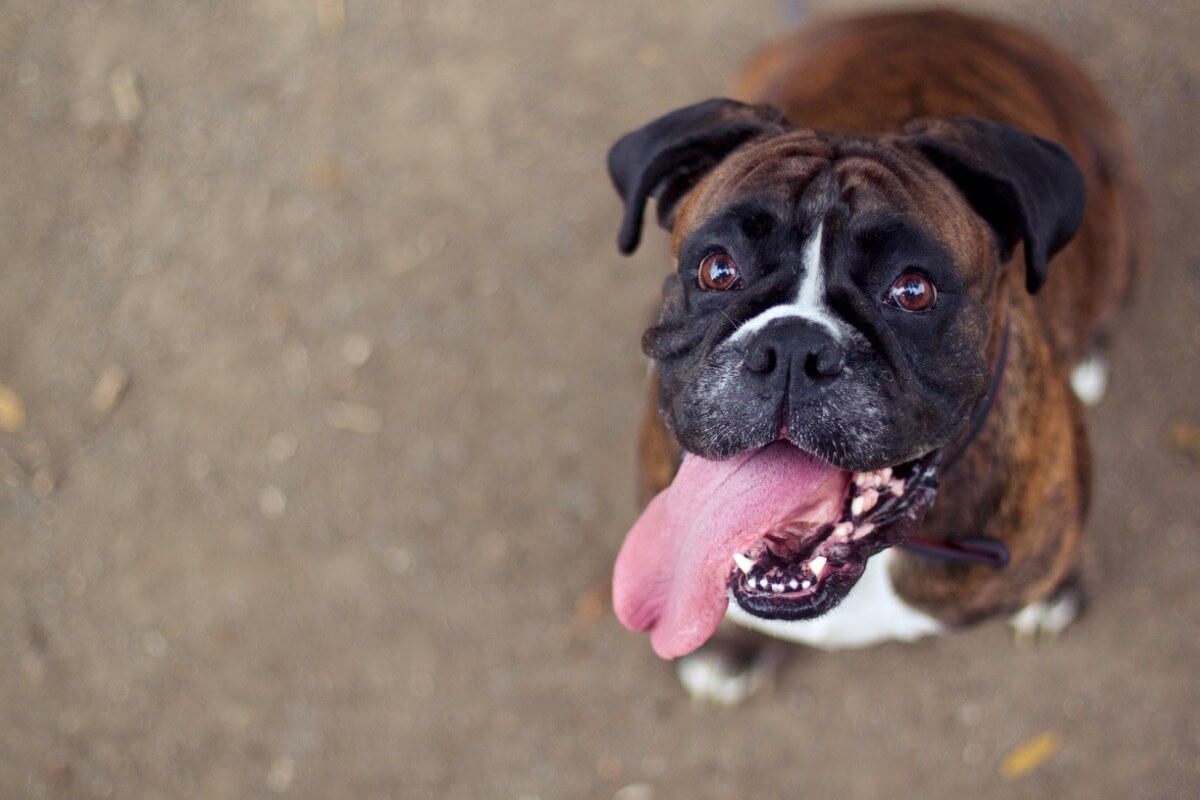 Wie halte ich einen Boxer artgerecht?