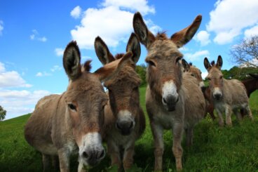 Comportamiento de los burros
