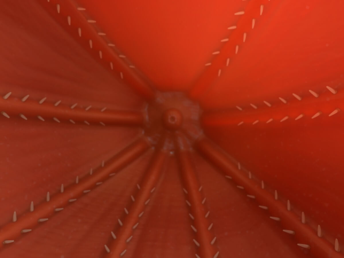 Dieren met grote ogen