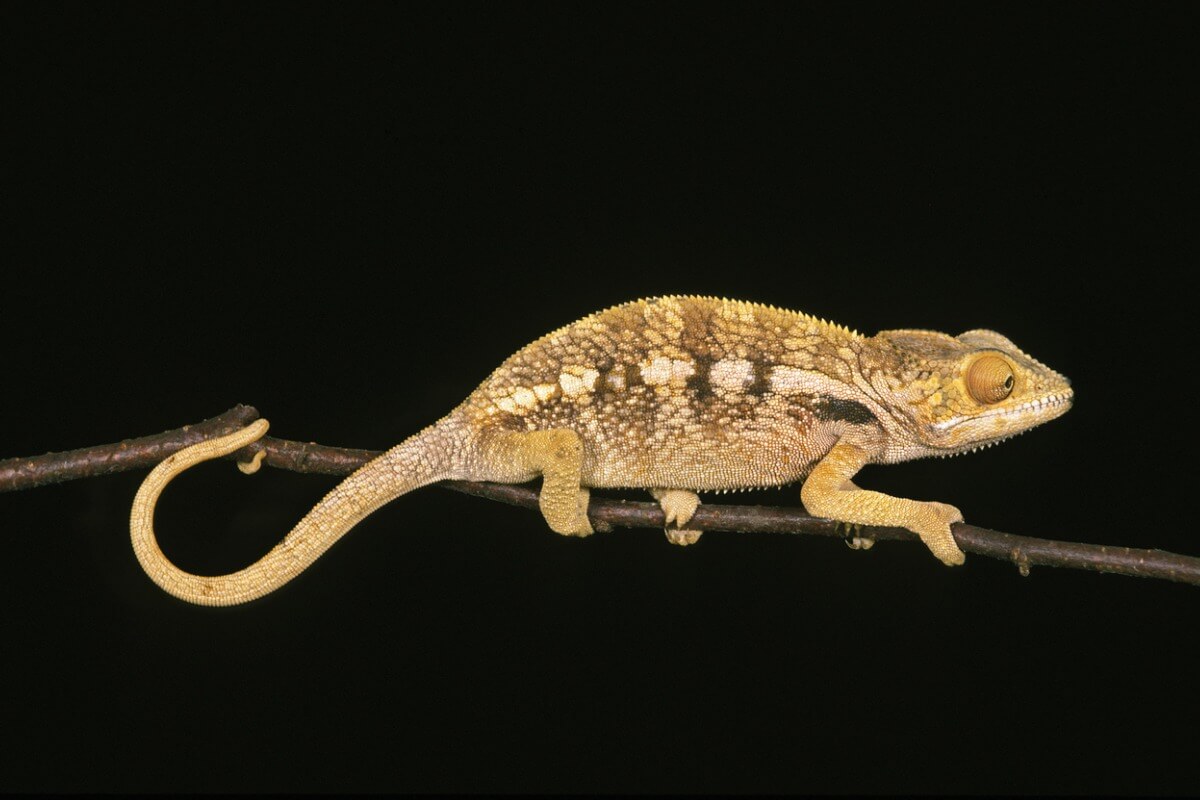 A giant chameleon on a black background.