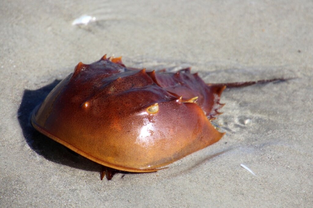 Un cangrejo herradura en una playa.