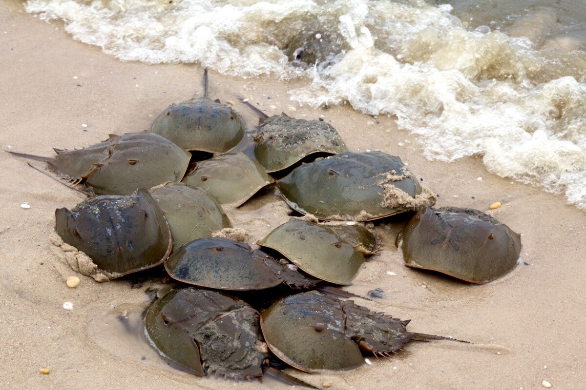 A group of horseshoe crabs.
