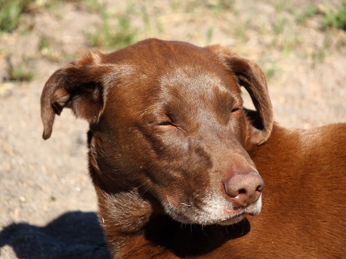 Un perro con la cara hinchada.