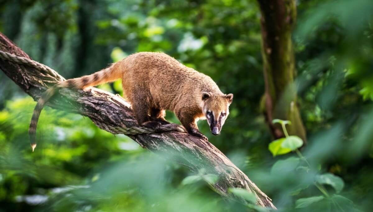 Coati, rakuna benzeyen bir hayvandır.