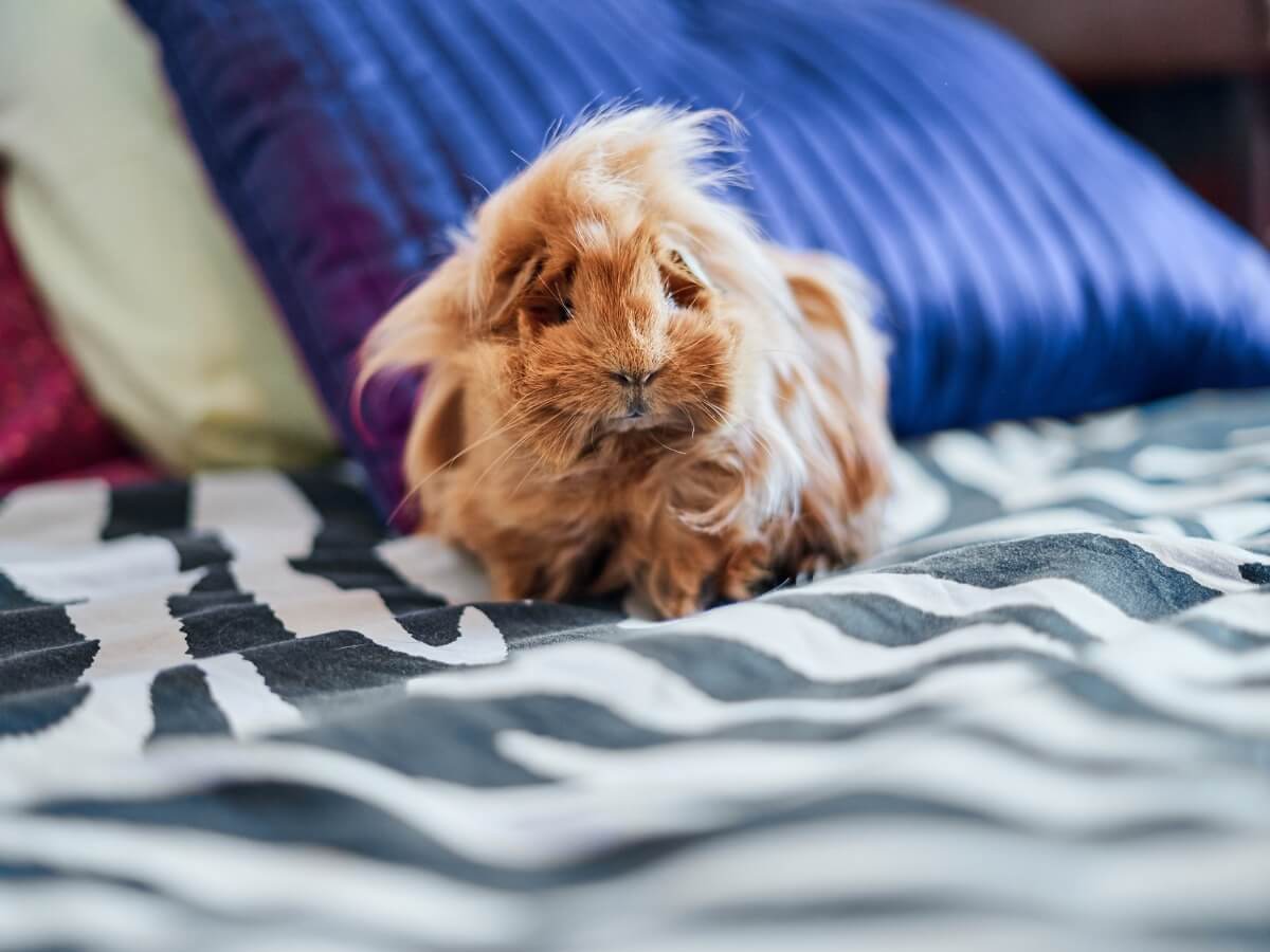 The hairstyle of a coronet guinea pig.