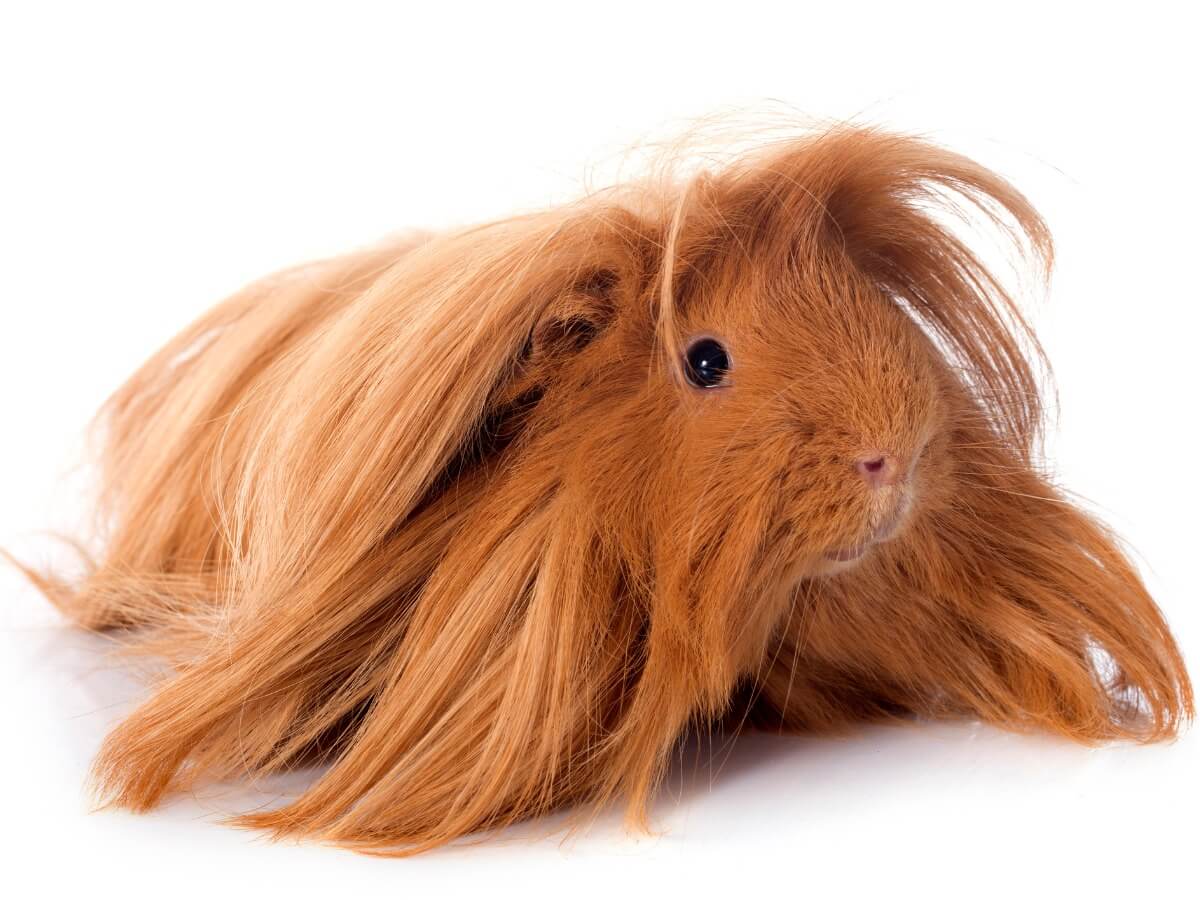 Uno dei porcellini d'India peruviani.