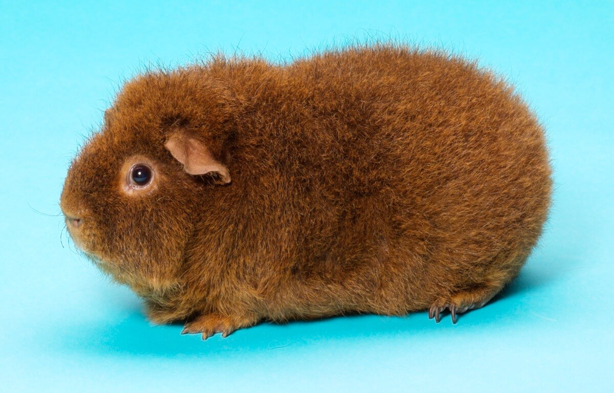 One of the rex guinea pigs.