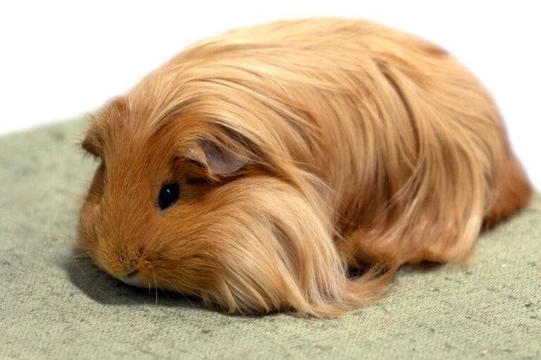 Cobaya Sheltie: características, alimentación y cuidados