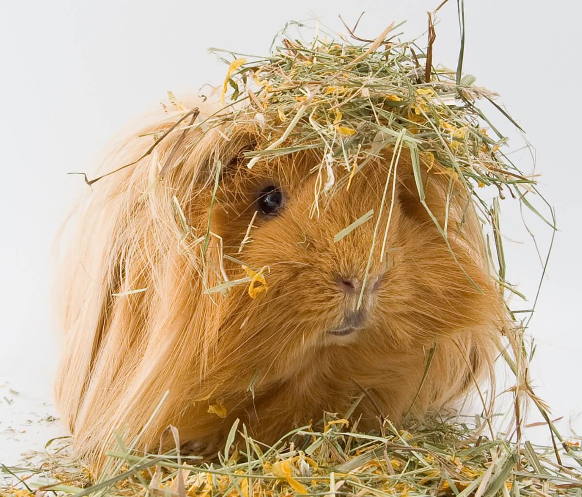 A sheltie guinea pig on hay.