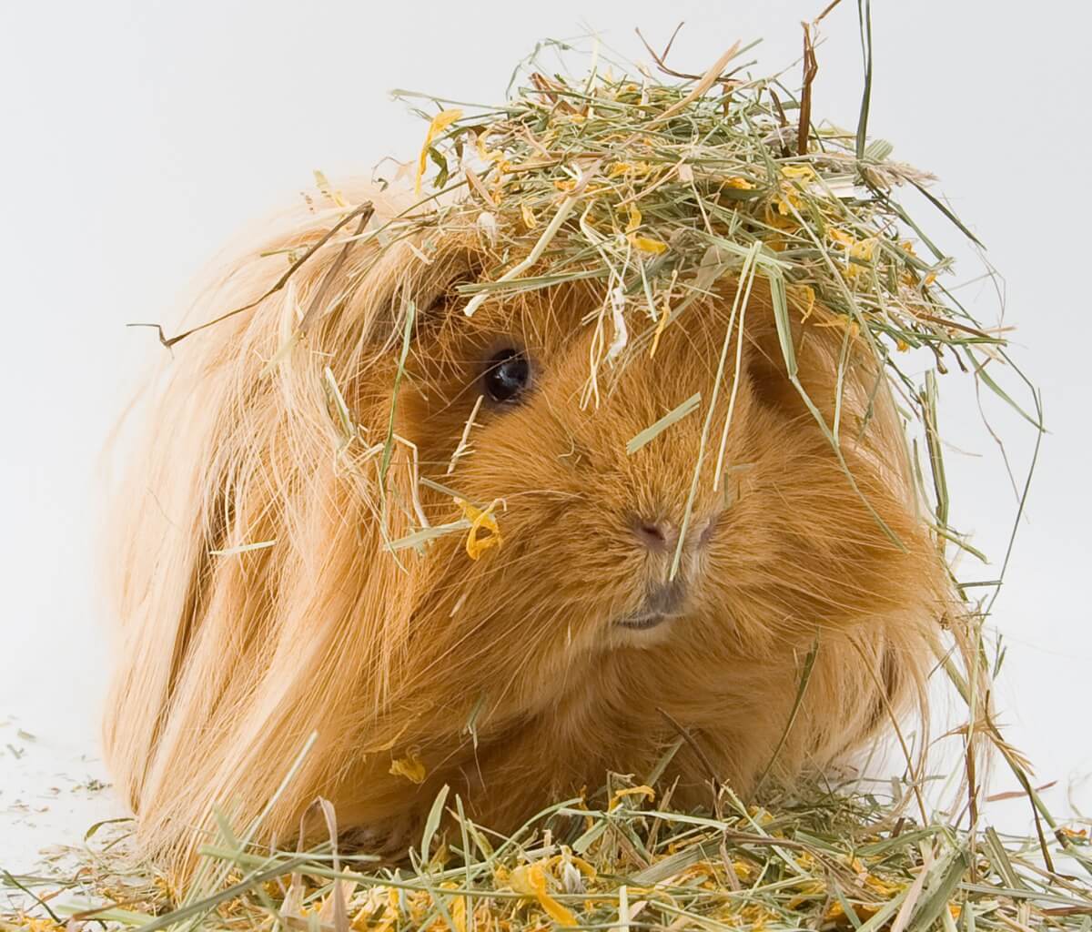 Una cobaya sheltie sobre el heno.