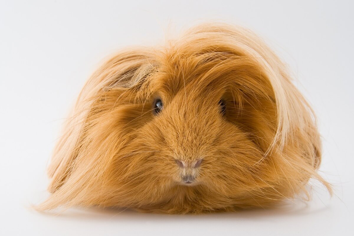 A Sheltie guinea pig looks at the camera.