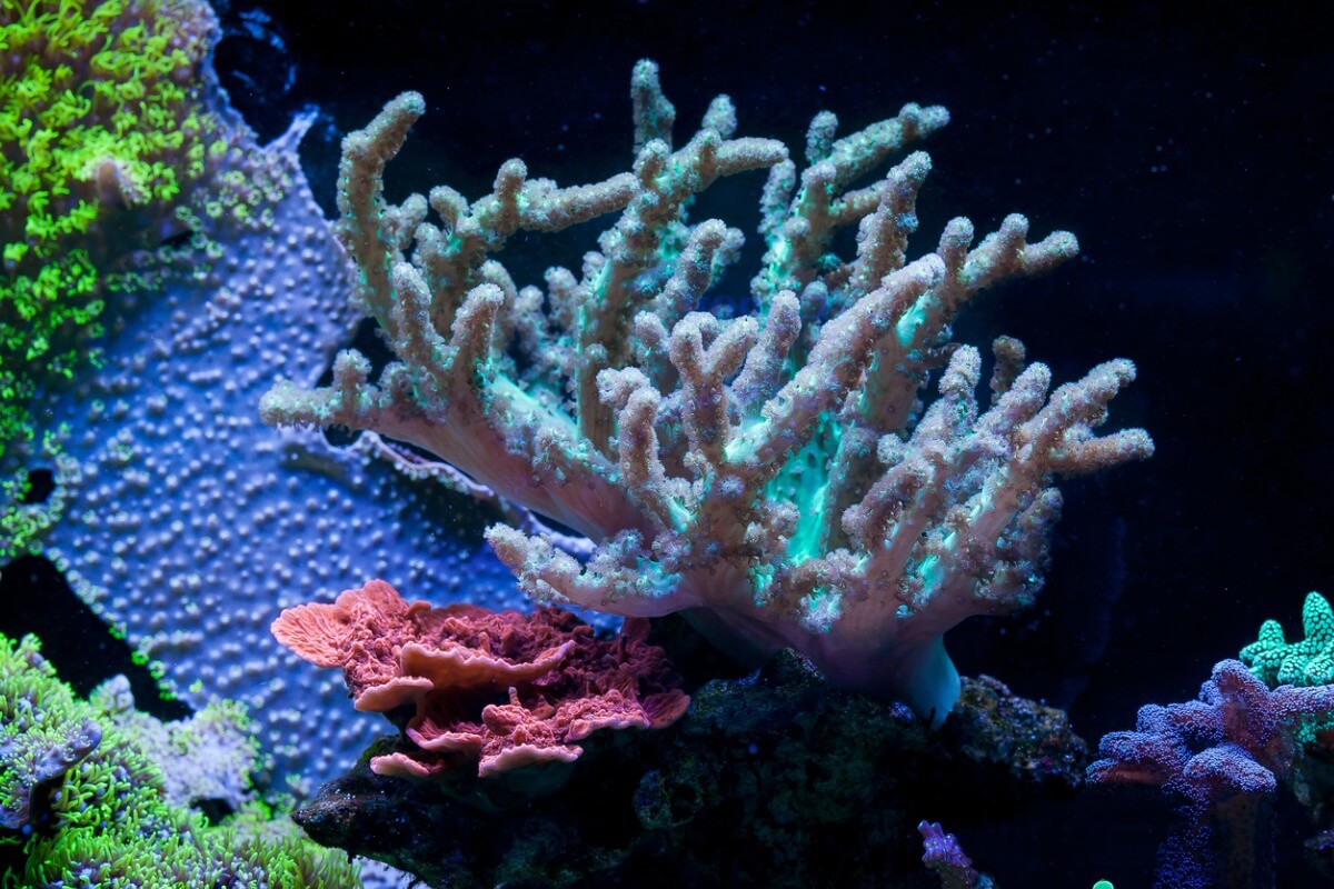 Un exemple de corail mou.