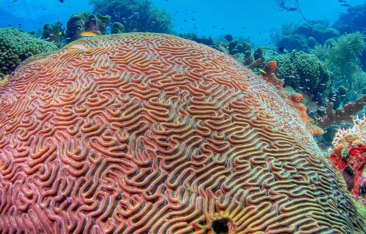 En bland flera typer av korall.