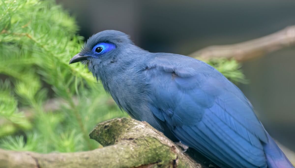One of the most beautiful animals in Madagascar.