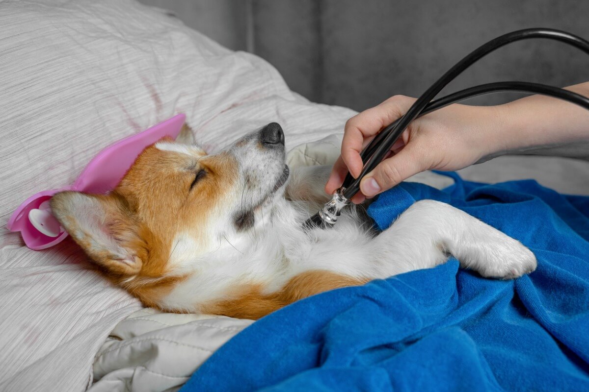 Un perro en una sesión de crioterapia.