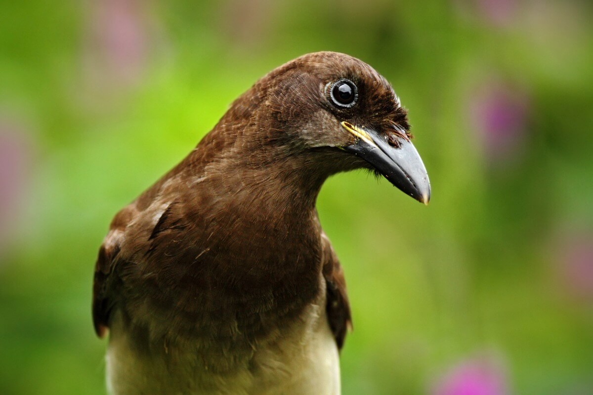 One of the animals that attack agricultural crops.