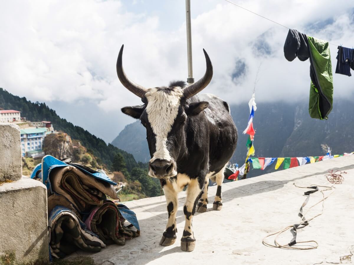 Il dzo è uno degli animali ibridi.