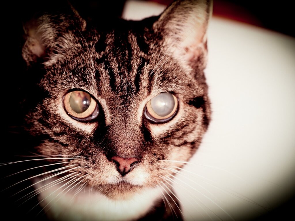 Cataratas en gatos: síntomas y tratamientos