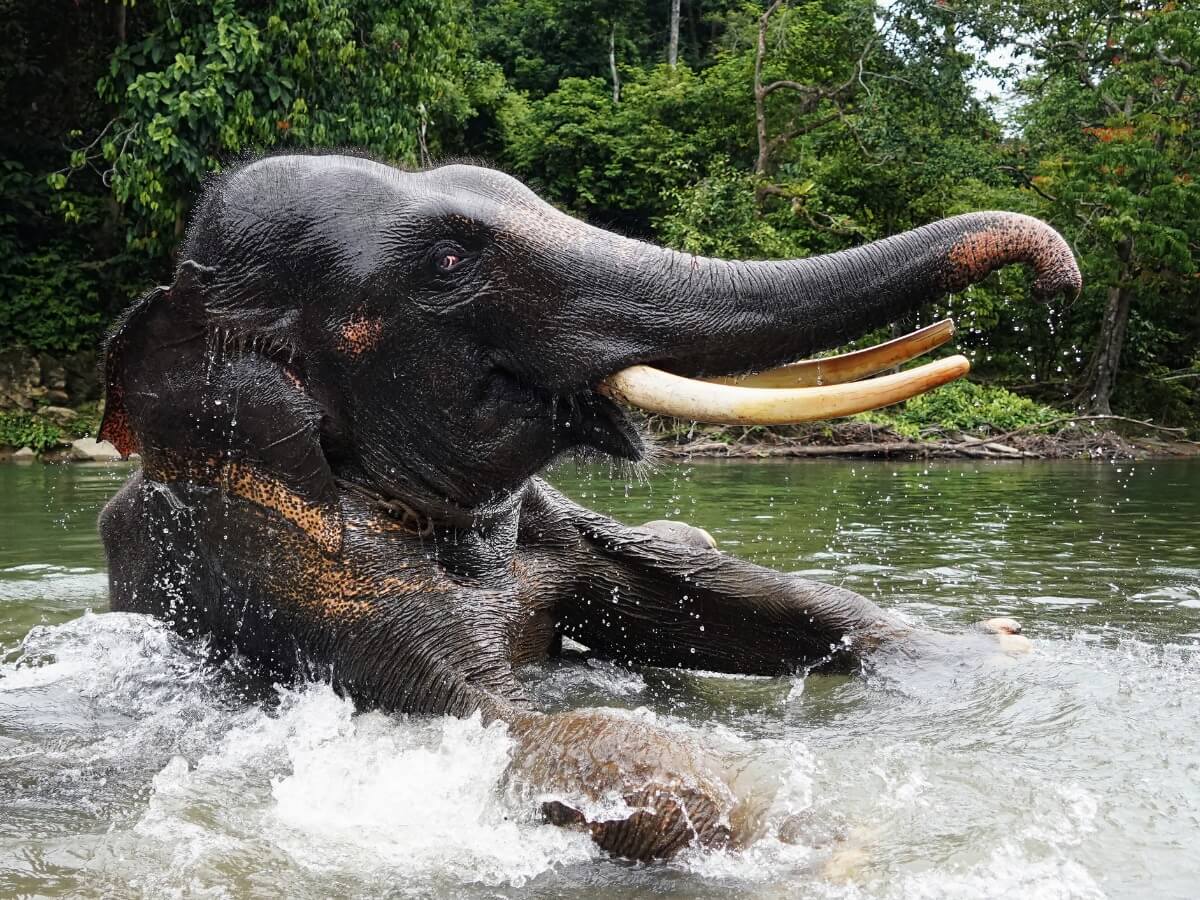 Un elefante de Sumatra bañándose en un río.