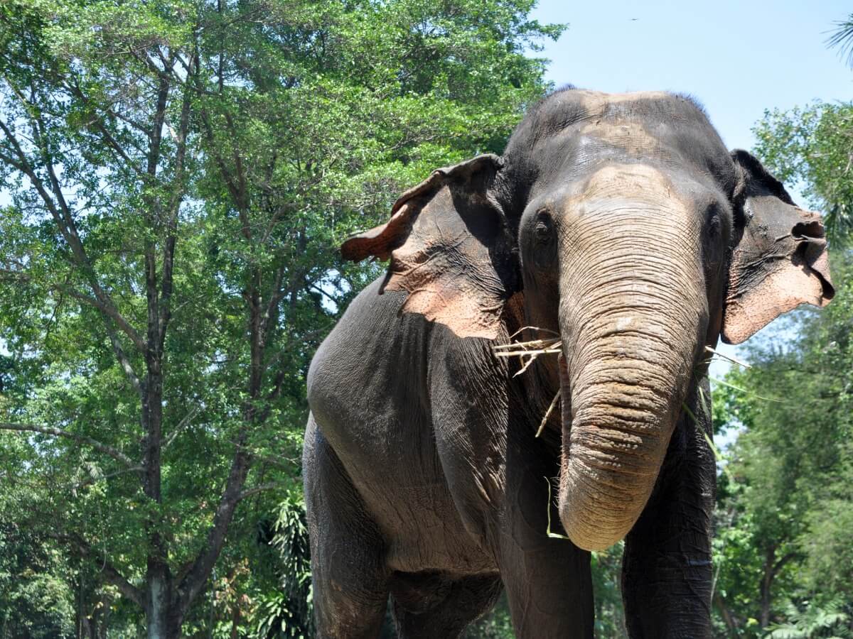 Un elefante de Sumatra de tamaño grande.
