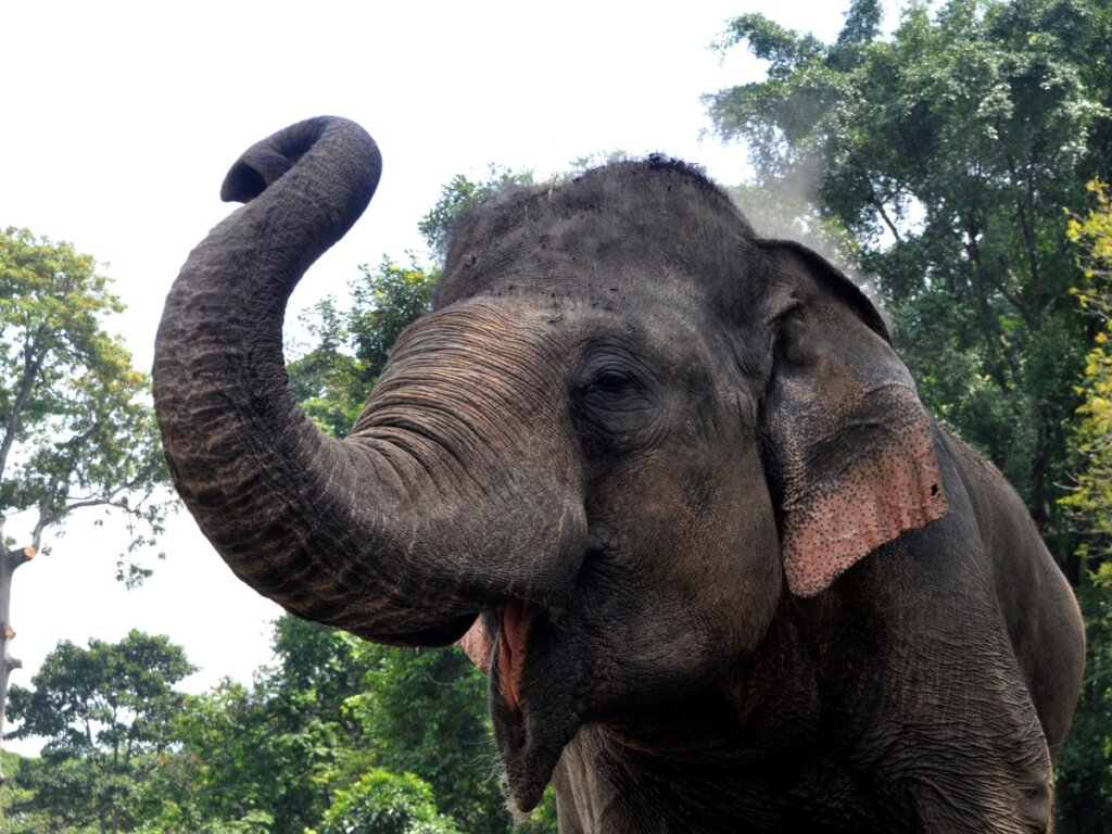 Un elefante de Sumatra mira a cámara.