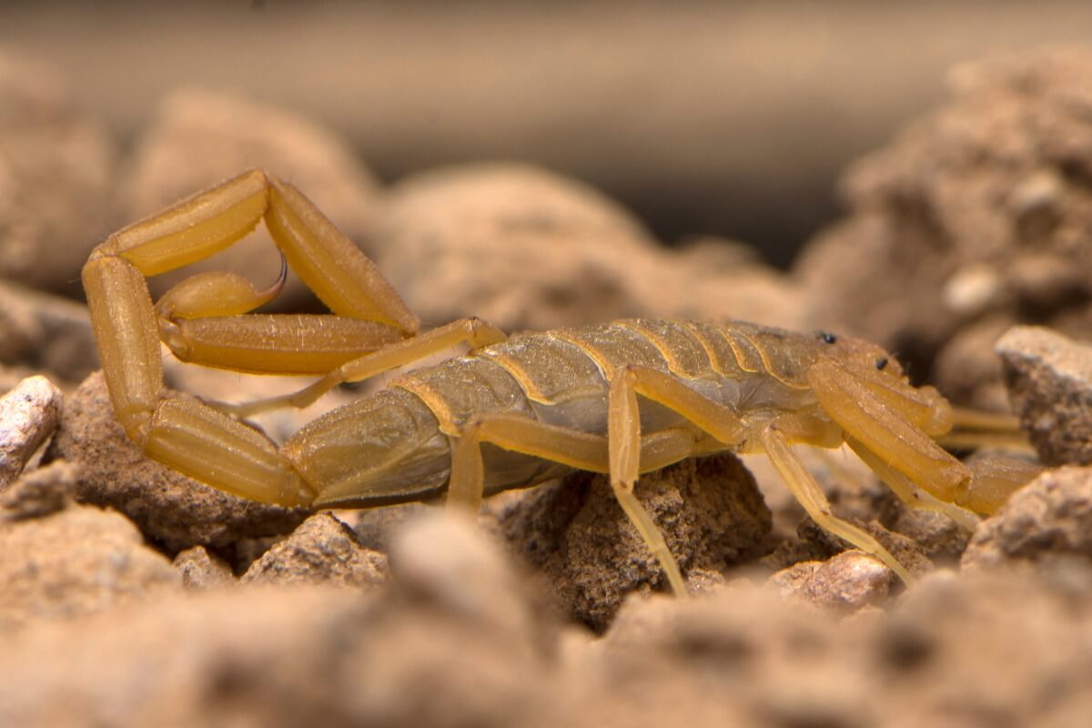 A scorpion on the sand.