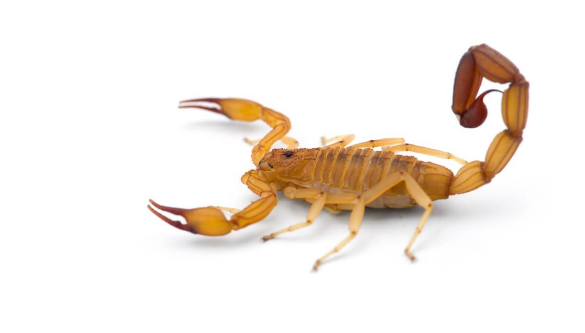 An Arizona bark scorpion on a white background.