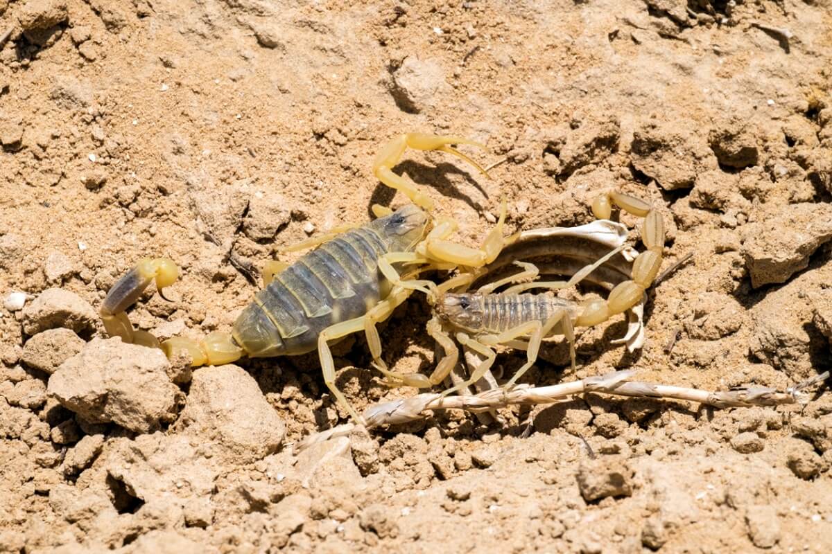 Un escorpión palestino amarillo con otro de su especie.