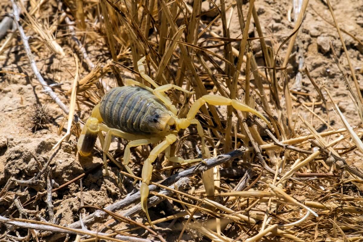 Un escorpión sobre un arbusto.