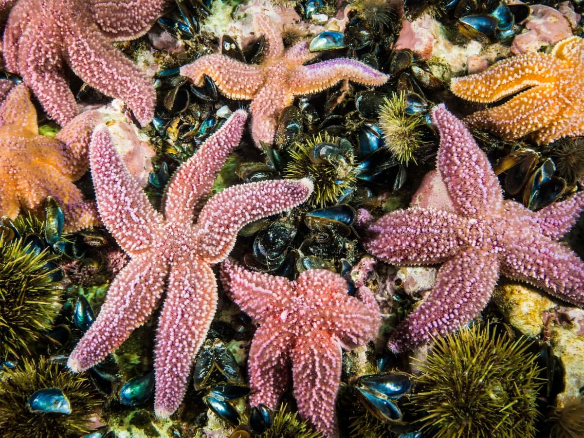 ¿Sabes cómo respiran las estrellas de mar?