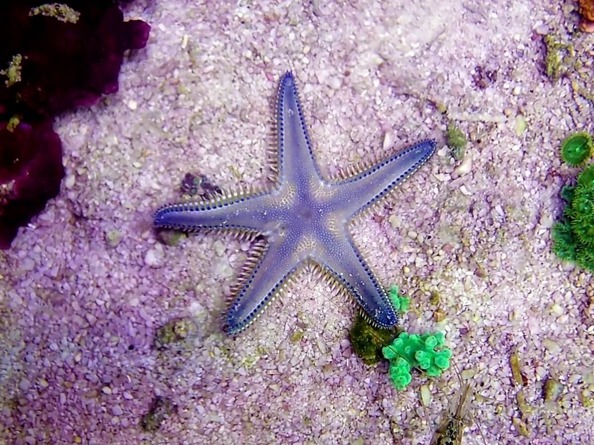Bir deniz yıldızı.