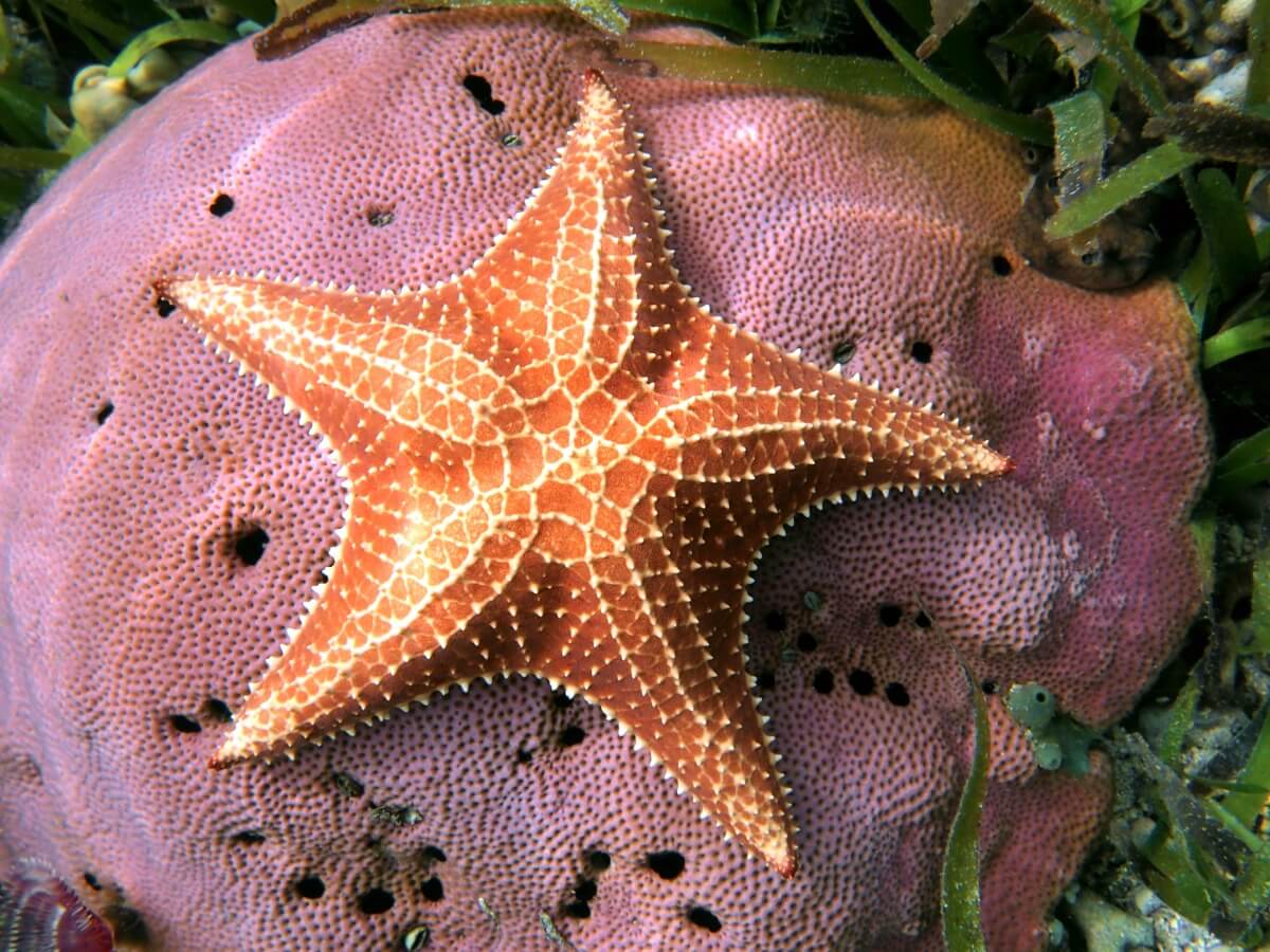 A starfish on a coral.