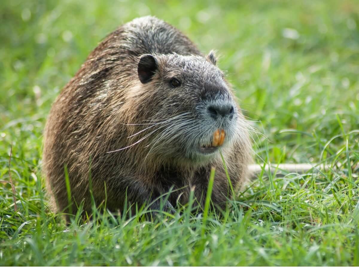 En sumpbäver på gräs.