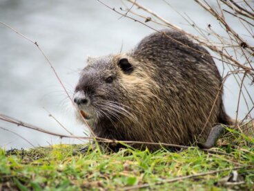 Conoce el coipú, un animal muy peculiar